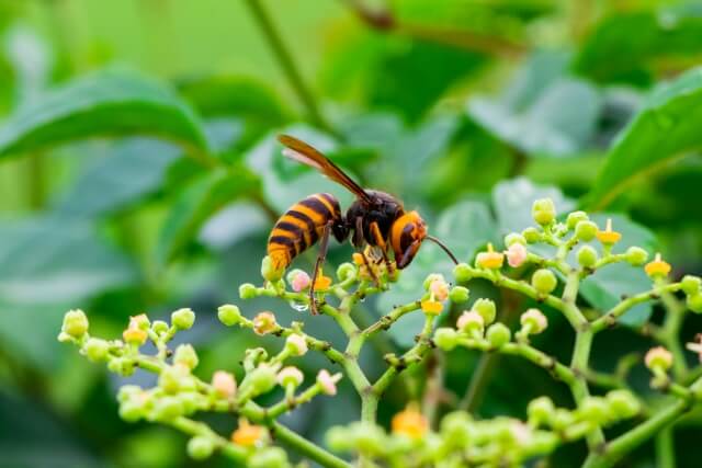スズメバチの巣を安全に取り除くには?効果的な駆除対策と注意点
