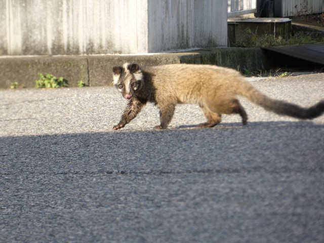 屋根裏に侵入しやすい害獣の種類と特徴的な痕跡