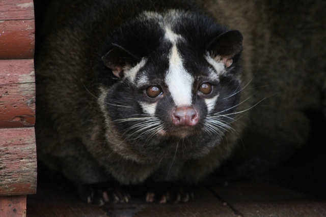 屋根裏の害獣によるフンの蓄積と悪臭やダニ発生の二次被害